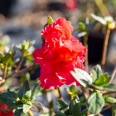 Image showing  Red Ruffle Azalea Shrub in 3 gal. Grower's Pot