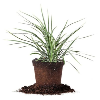 Perfect Plants Aztec Grass Shrub in 1 Gal. Grower's Pot