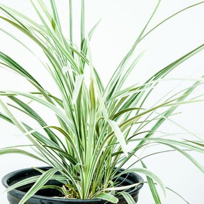 Image showing  Aztec Grass Shrub in 1 Gal. Grower's Pot