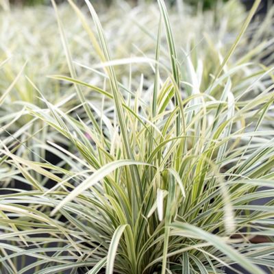 Image showing 5 th Perfect Plants Aztec Grass Shrub in 1 gal. Grower's Pot