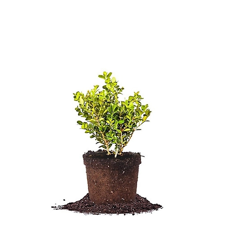 Perfect Plants Japanese Boxwood Shrub in 1 Gal. Grower's Pot