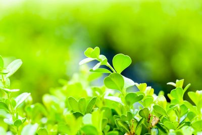 Image showing  Japanese Boxwood Shrub in 1 Gal. Grower's Pot