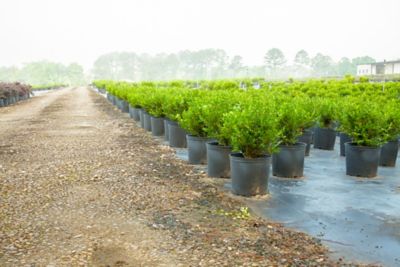 Image showing  Japanese Boxwood Shrub in 1 Gal. Grower's Pot