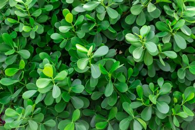 Image showing  Japanese Boxwood Shrub in 1 Gal. Grower's Pot