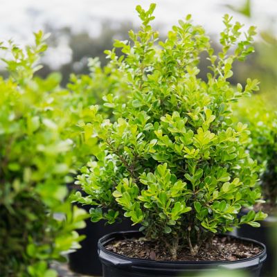 Image showing 5 th Perfect Plants Japanese Boxwood Shrub in 1 gal. Grower's Pot