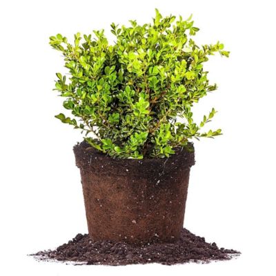 Perfect Plants Japanese Boxwood Shrub in 3 Gal. Grower's Pot