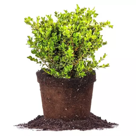 Perfect Plants Japanese Boxwood Shrub in 3 gallons Grower's Pot Bushes