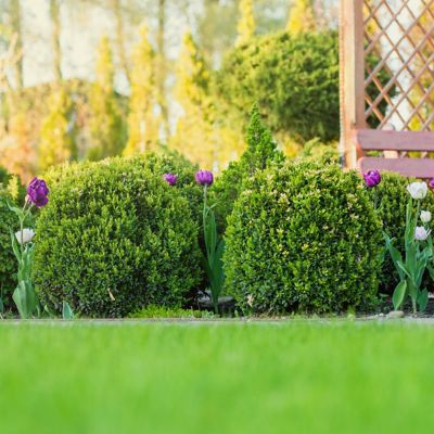 Image showing 6 th Perfect Plants Japanese Boxwood Shrub in 3 gal. Grower's Pot