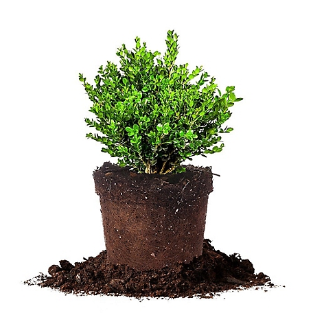 Perfect Plants Wintergreen Boxwood Shrub in 1 Gal. Grower's Pot