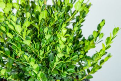 Image showing  1 gal. Potted Green Wintergreen Boxwood Shrub Plant