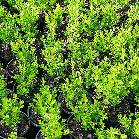 Short/Medium Bush - Badgersett Hazelnut PLANTS, Proptek 1/3 Gallon