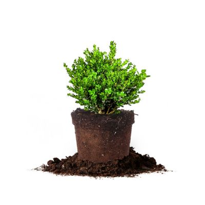 Perfect Plants Wintergreen Boxwood Shrub in 3 Gal. Grower's Pot