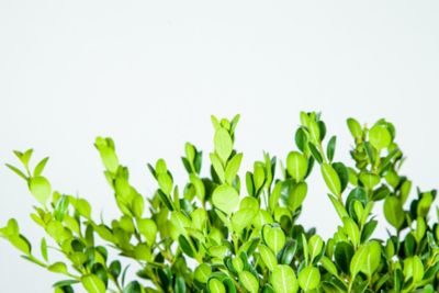 Image showing  3 gal. Potted Wintergreen Boxwood Shrub