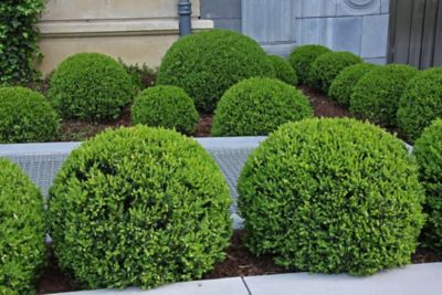 Image showing  3 gal. Potted Wintergreen Boxwood Shrub