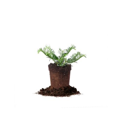 Perfect Plants Spreading Yew Shrub in1 gal. Grower's Pot