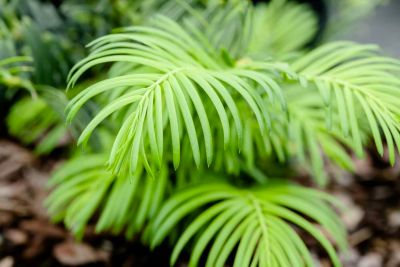 Image showing  Spreading Yew Shrub in1 gal. Grower's Pot
