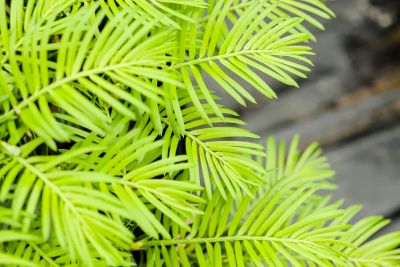Image showing  Spreading Yew Shrub in1 gal. Grower's Pot