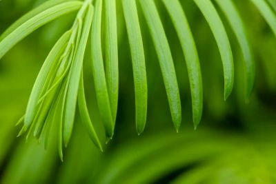 Image showing  Spreading Yew Shrub in1 gal. Grower's Pot