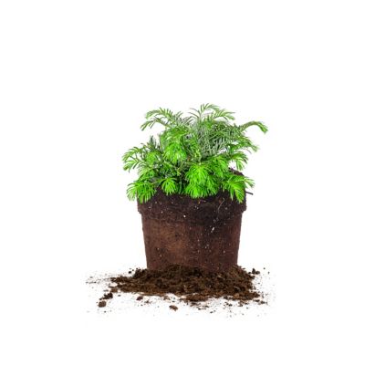 Perfect Plants Spreading Yew Shrub in 3 Gal. Grower's Pot