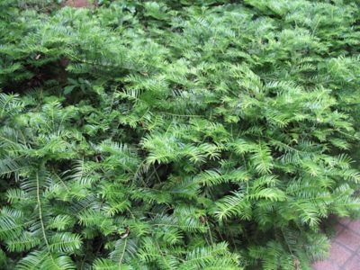 Image showing  Spreading Yew Shrub in 3 gal. Grower's Pot