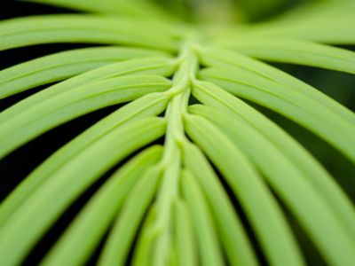 Image showing  Spreading Yew Shrub in 3 gal. Grower's Pot