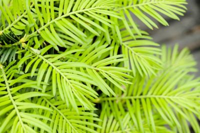 Image showing  Spreading Yew Shrub in 3 gal. Grower's Pot