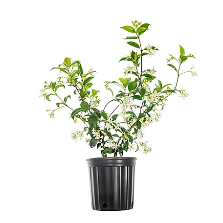 Perfect Plants Confederate Jasmine Shrub in 1 Gal. Grower's Pot