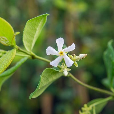 Image showing  1 gal. Potted Confederate Jasmine Shrub