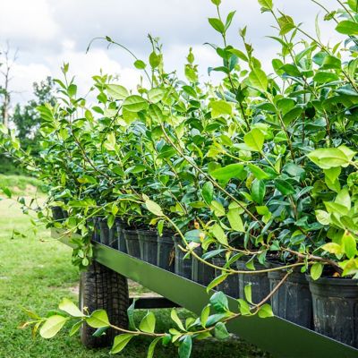 Image showing  1 gal. Potted Confederate Jasmine Shrub