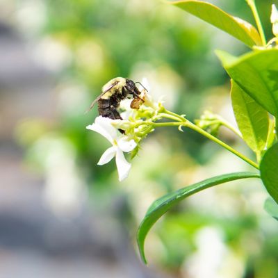 Image showing  1 gal. Potted Confederate Jasmine Shrub