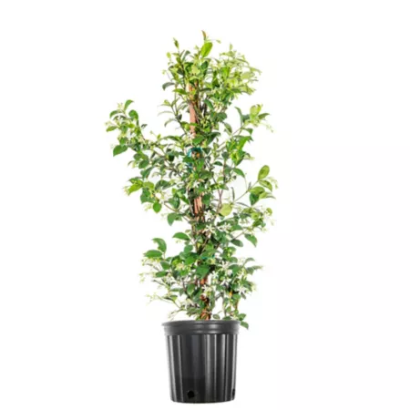 Perfect Plants 3 gal Potted Confederate Jasmine Shrub Bushes