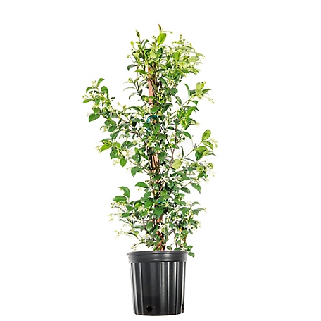 Perfect Plants Confederate Jasmine Shrub in 3 Gal. Grower's Pot