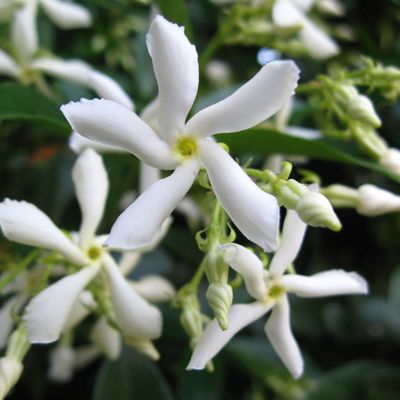 Image showing  3 gal. Potted Confederate Jasmine Shrub