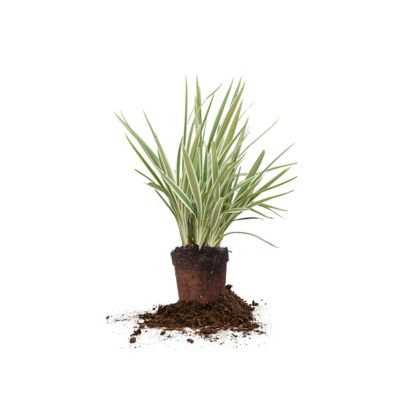 Perfect Plants Flax Lily Shrub in 1 Gal. Grower's Pot