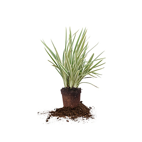 Perfect Plants Flax Lily Shrub in 1 Gal. Grower's Pot