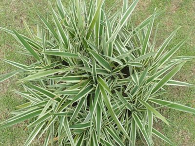 Image showing  Flax Lily Shrub in 1 gal. Grower's Pot