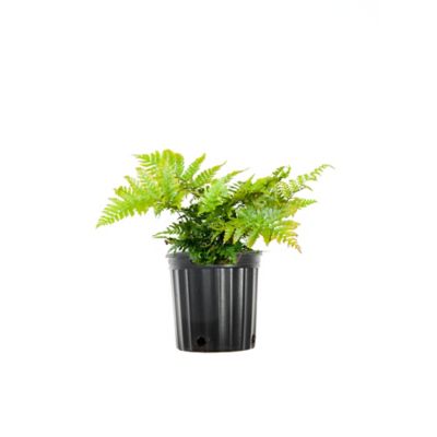 Perfect Plants Dryopteris Autumn Fern Shrub in 1 Gal. Grower's Pot