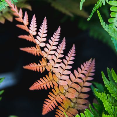 Image showing  Dryopteris Autumn Fern Shrub in 1 gal. Grower's Pot