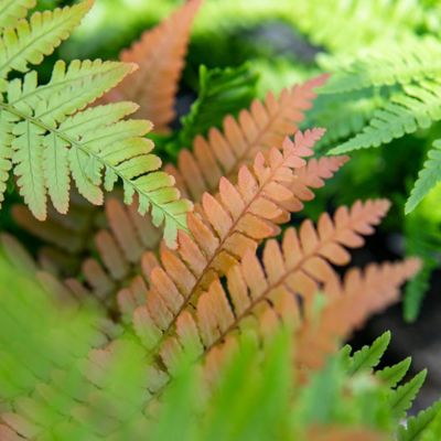 Image showing  Dryopteris Autumn Fern Shrub in 1 gal. Grower's Pot