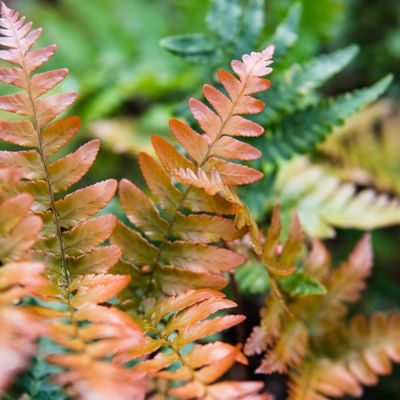 Image showing  Dryopteris Autumn Fern Shrub in 1 gal. Grower's Pot