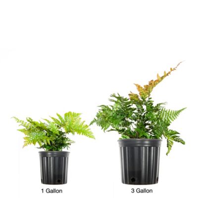 Image showing  Dryopteris Autumn Fern Shrub in 1 gal. Grower's Pot