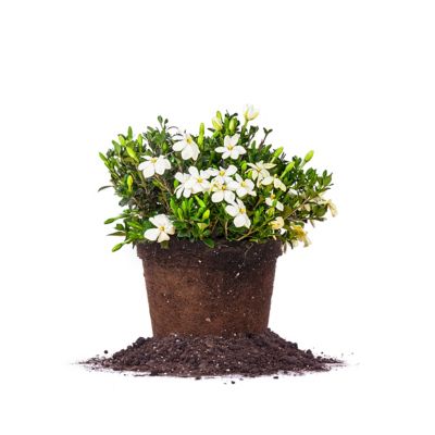 Perfect Plants August Beauty Gardenia Shrub in 1 Gal. Grower's Pot