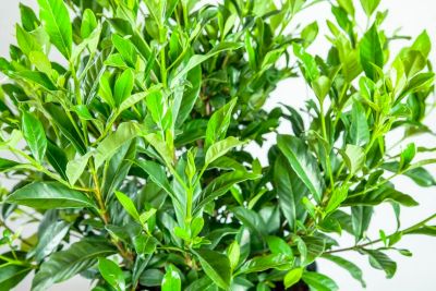 Image showing  August Beauty Gardenia Shrub in 1 gal. Grower's Pot