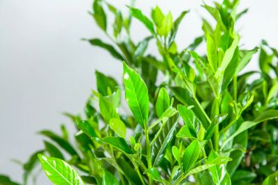 Image showing  August Beauty Gardenia Shrub in 1 gal. Grower's Pot