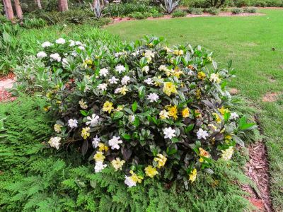 Image showing  August Beauty Gardenia Shrub in 1 gal. Grower's Pot