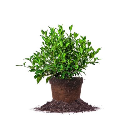 Perfect Plants August Beauty Gardenia Shrub in 3 Gal. Grower's Pot