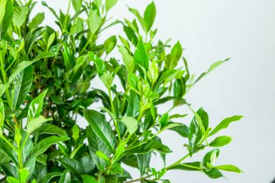 Image showing  August Beauty Gardenia Shrub in 3 gal. Grower's Pot