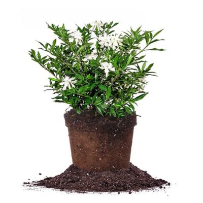 Perfect Plants 1 gal. Potted Frost Proof Gardenia Shrub