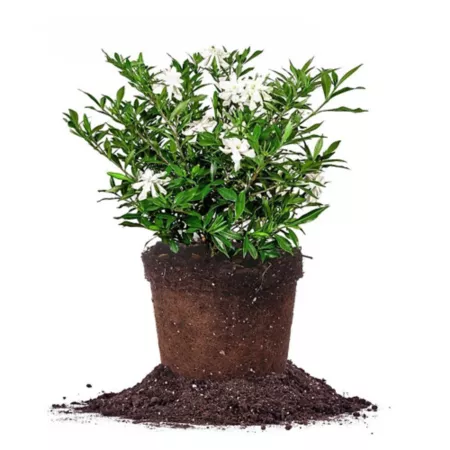 Perfect Plants 1 gal Frost-resistant gardenia shrub in pot Perennials