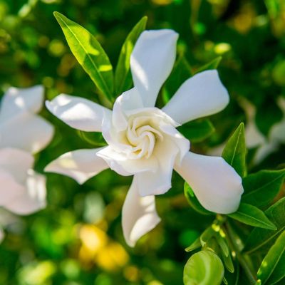 Image showing  1 gal. Potted Frost Proof Gardenia Shrub